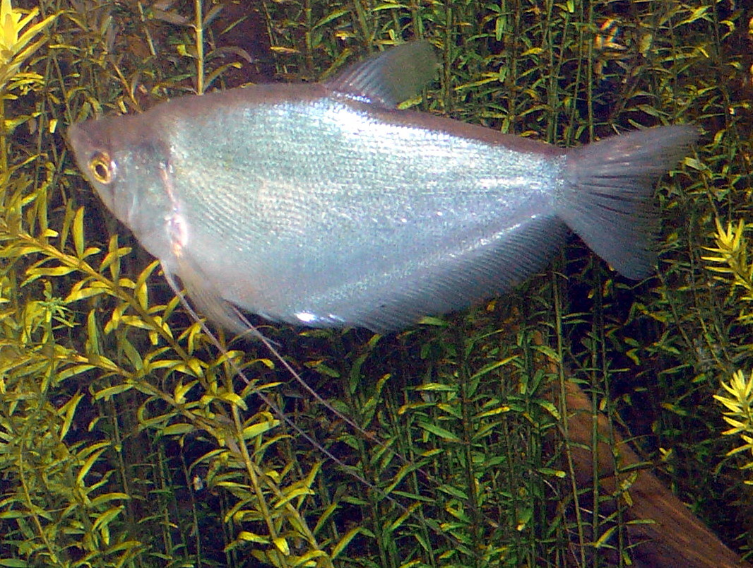 Trichogaster microlepis (Gurami chiaro di luna)